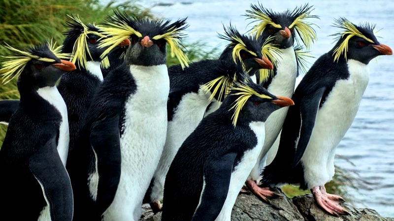 Tristan da Cunha Islands UK Penguins