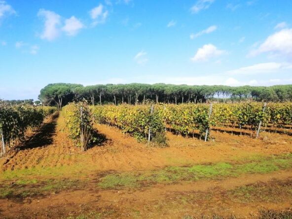 toscana Houses on Global viewr.com